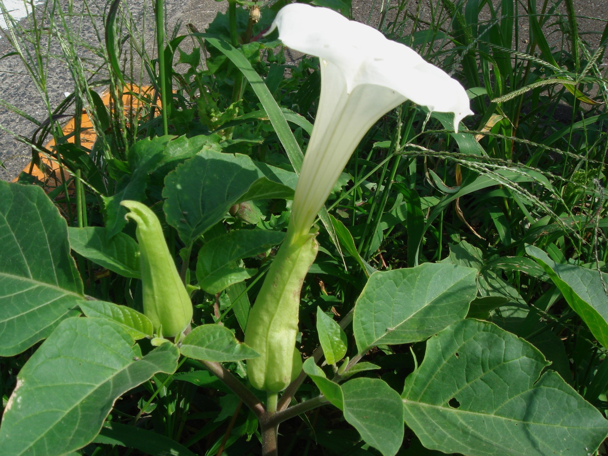 DaTuRa - ayaya USA Datura inoxia Moon flowers Parent plant is 65 years old